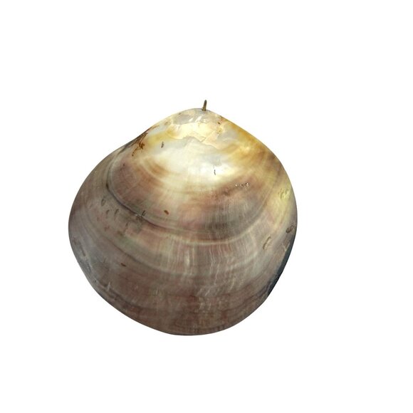 Natural Polished Mother Of Pearl Sea Shell Pendant Charm For Necklace Craft - Picture 5 of 6